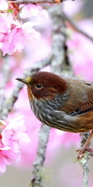 Aesthetic Bird Among Cherry Blossoms - Perfect Mobile Wallpaper