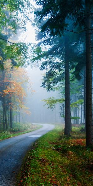 Misty Autumn Road in a Foggy Forest