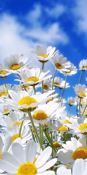 Beautiful HD Mobile Wallpaper of Daisies Against a Blue Sky
