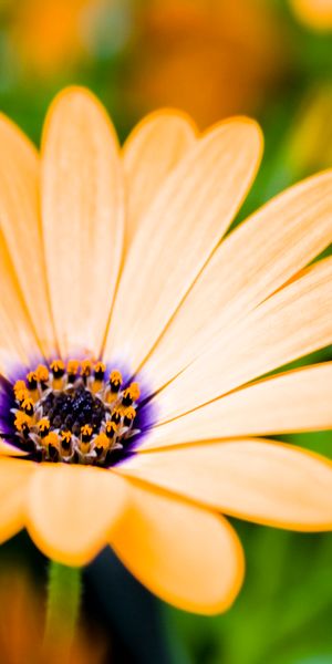 Beautiful close-up of a yellow daisy flower, perfect for phone wallpaper