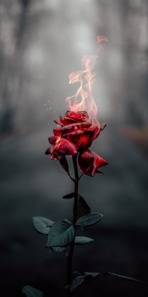 Fiery Red Rose Flower in Flames - Mobile Wallpaper