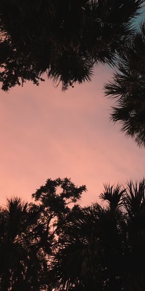 Twilight Palms at Dusk - A Serene Nature Wallpaper