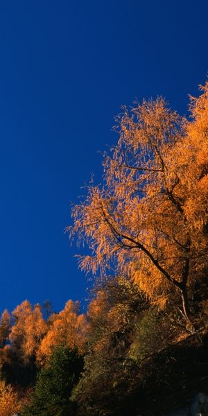 Beautiful Autumn Landscape Featuring Vibrant Trees and a Moon