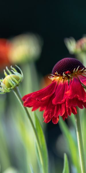 Phone wallpaper: Flowers, Flower, Earth, Gaillardia free download