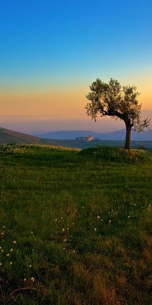 Beautiful Summer Landscape with Road and Olive Tree