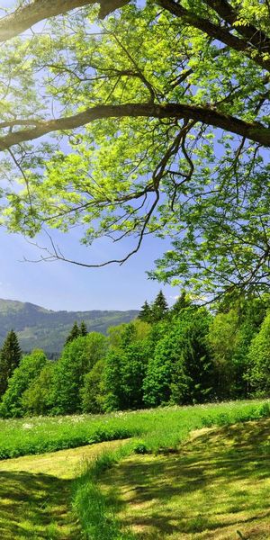 Breathtaking phone wallpaper featuring vibrant trees and sunlight