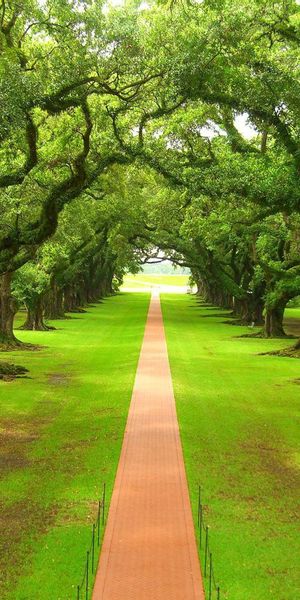 Phone wallpaper: Nature, Park, Path, Photography free download