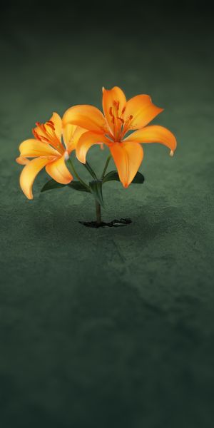 Phone wallpaper: Lily, Flowers, Flower, Artistic free download