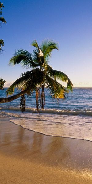 Enchanting Sunset Beach with Palm Trees and Gentle Ocean Waves