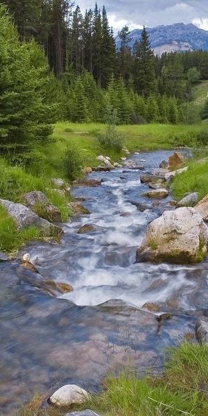 Serene Mountain Stream in Lush Forest