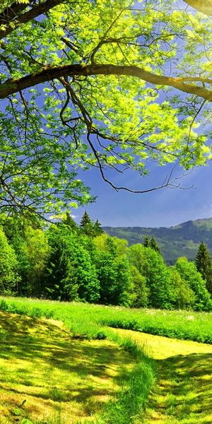 Breathtaking Summer Forest Phone Wallpaper with Sunlight and Lush Trees