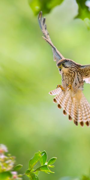 Phone wallpaper: Birds, Flower, Bird, Blur, Animal, Kestrel free download