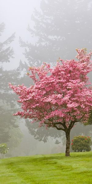 Enchanting Foggy Tree Landscape Phone Wallpaper for Nature Lovers