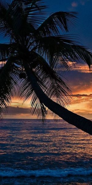 Breathtaking iPhone wallpaper featuring a sunset beach scene with palm tree
