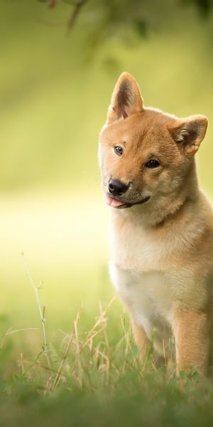 Phone wallpaper: Dogs, Grass, Dog, Blur, Animal, Shiba Inu free download