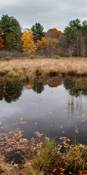 Phone wallpaper: Trees, Lake, Forest, Landscape, Nature, Autumn free download