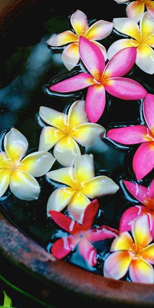 Phone wallpaper: Flowers, Flower, Leaf, Earth, Plumeria, White Flower, Frangipani, Pink Flower free