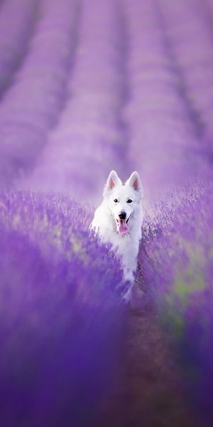 Phone wallpaper: Nature, Dogs, Dog, Blur, Field, Animal, Lavender, Swiss Shepherd, Purple Flower, Be