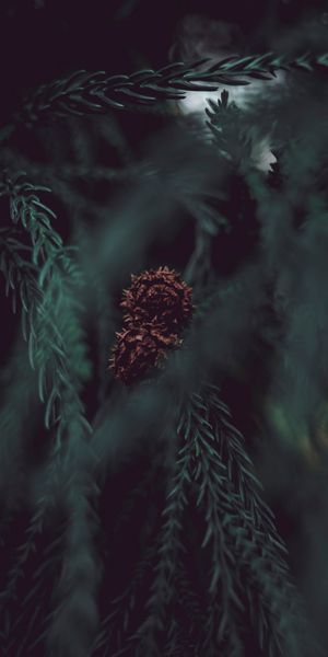 Phone wallpaper: Cone, Bump, Smooth, Branches, Macro, Blur free download