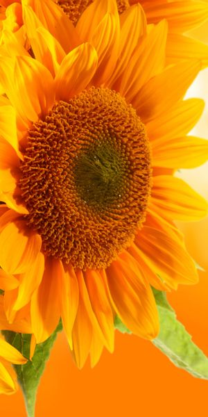Bright sunflower wallpaper featuring vivid colors and floral elegance