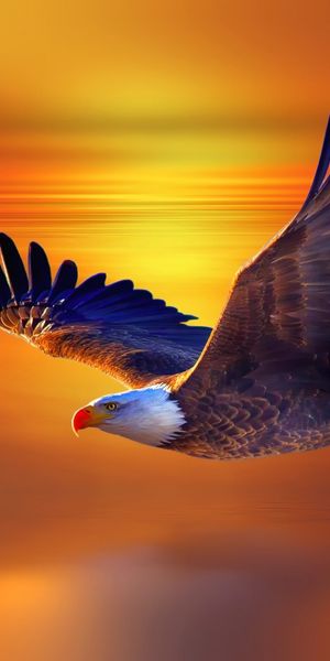 Majestic bald eagle in flight against a vibrant sunset - free iPhone wallpaper