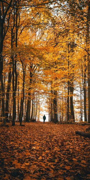 Phone wallpaper: Trees, Forest, Stroll, Nature, Loneliness, Autumn free download