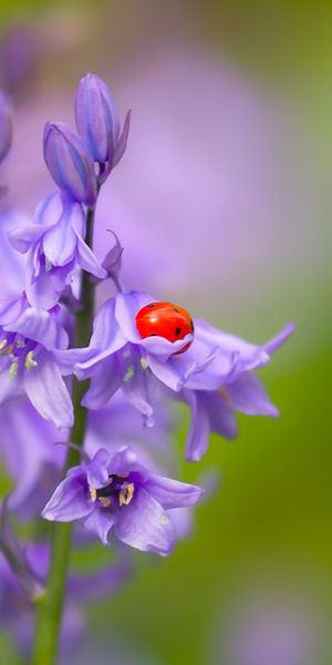 Beautiful 4K phone wallpaper featuring bluebells and a ladybug