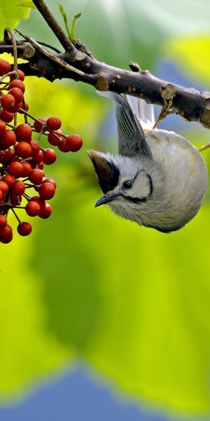 Phone wallpaper: Birds, Bird, Blur, Branch, Berry, Animal free download