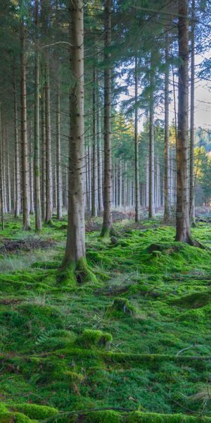 Lush Pine Forest with Vibrant Green Moss