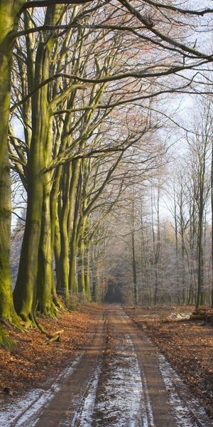Phone wallpaper: Trees, Grass, Logs, Road, Forest, Land, Freshness, Fog, Nature, Morning, Earth free