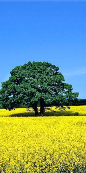 Aesthetic Summer Meadow with Yellow Flowers and a Tree