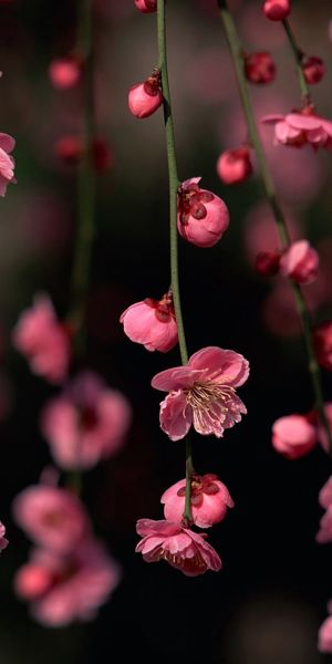 Beautiful HD mobile wallpaper featuring delicate pink flowers on a black background