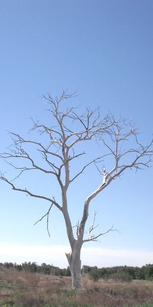 Phone wallpaper: Charyou Tree, Old, Trees, Tree, Earth free download