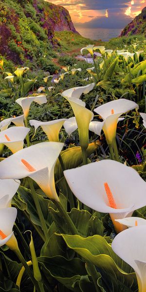 Breathtaking Calla Lily Landscape at Sunset