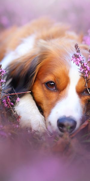 Phone wallpaper: Dogs, Flower, Dog, Muzzle, Blur, Field, Animal, Purple Flower free download