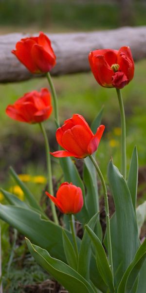Red Tulips in a Natural Setting