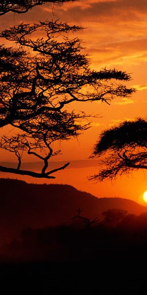Beautiful Sunset Silhouette of Trees with Vibrant Colors