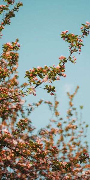 Aesthetic Spring Branches in Full Bloom Against a Blue Sky
