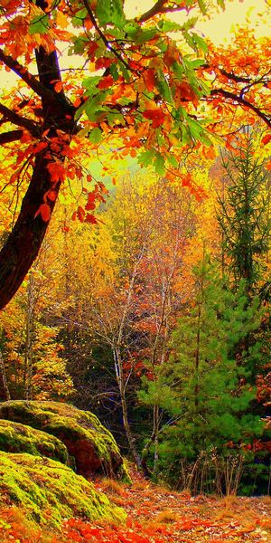 Breathtaking Autumn Forest with Vibrant Trees and Scenic Nature