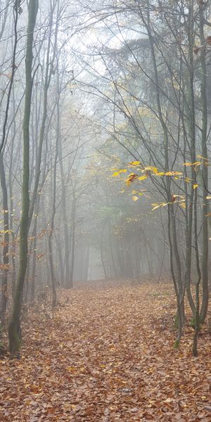 Phone wallpaper: Forest, Fog, Trees, Autumn, Nature free download