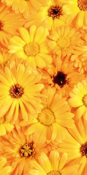 Phone wallpaper: Flowers, Solar, Sunny, Gerberas, Bright free download