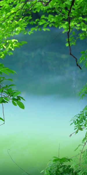 Lush Green Trees by a Tranquil Water Surface