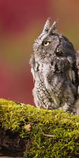 Phone wallpaper: Birds, Owl, Bird, Blur, Animal, Moss free download