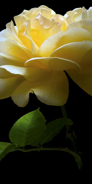 Beautiful close-up of a yellow rose on a dark background for phone wallpaper