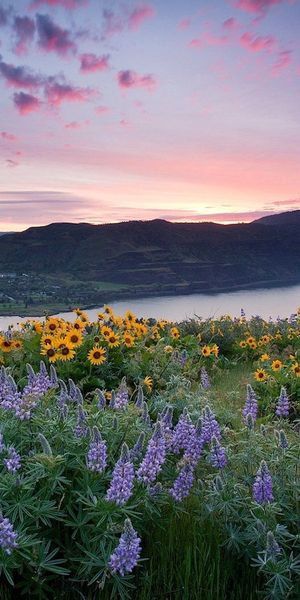 Breathtaking phone wallpaper featuring lupins, sunflowers, and a serene lake