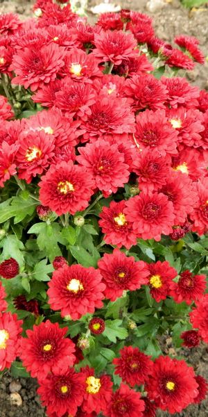 Phone wallpaper: Flowers, Chrysanthemum, Land, Garden, Earth free download
