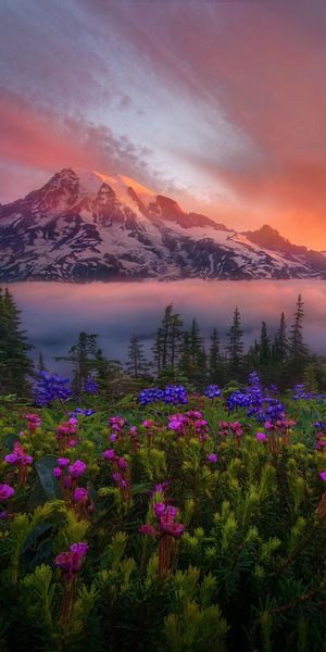 Majestic Sunrise Over Mount Rainier Surrounded by Colorful Wildflowers