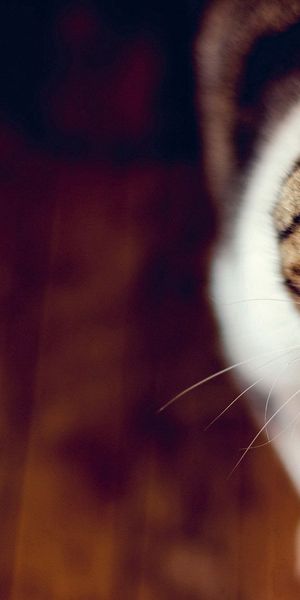 Phone wallpaper: Sight, Grass, Opinion, Muzzle, Smooth, Animals, Cat, Blur free download