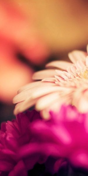 Phone wallpaper: Bouquet, Glare, Macro, Motley, Flowers, Multicolored free download
