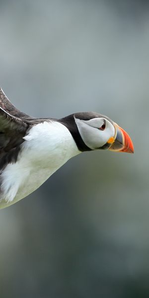 Phone wallpaper: Birds, Bird, Blur, Animal, Puffin free download